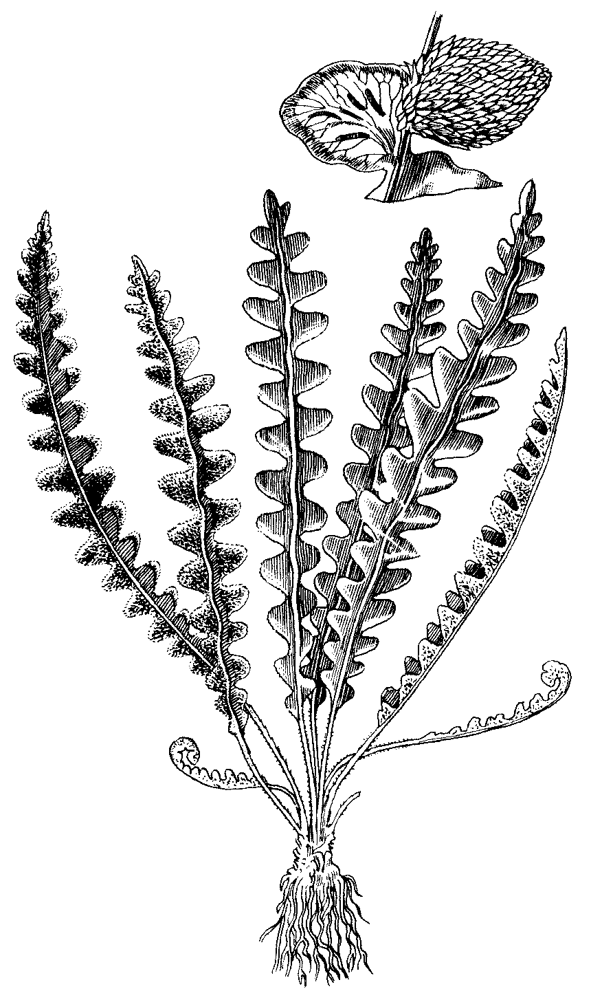 Andreas Kelich Enzyklopaedie der Drogen Botanischer Teil Ceterach